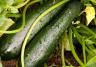 Courgettes growing