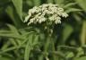 Elderflower