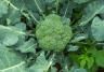 brocoli poussant dans le sol