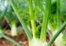 Fennel