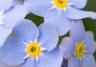 Forget Me Nots