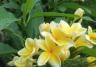 Frangipani