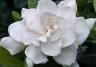 Gardenia