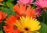 Gerbera