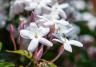 Jasmine