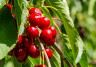 Cherries in Tree