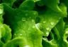 Lettuce