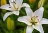 Lilies