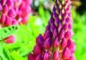 How to Grow Lupins 