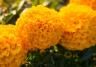 Marigold
