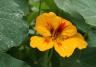 Nasturtium