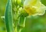How to grow small Okra