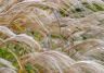 Pampas grass: Planten en verzorgen - Plantation et entretien - Love the garden