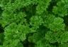 Parsley small