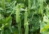 Peas growing