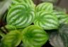 peperomia