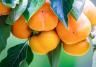 Persimmon