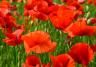 Poppies