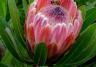 Proteas