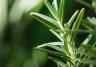 Rosemary growing