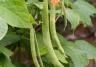 Runner beans growing