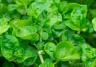Watercress plant