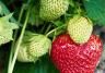 Strawberries growing