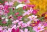How to grow and care for Cosmos