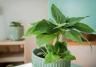 How to grow and care for banana plants inside