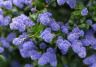 How to grow and care for Ceanothus