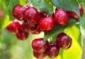 How to grow and care for cherry trees