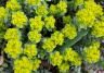 How to grow and care for Euphorbias