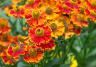How to grow and care for Helenium