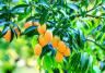 How to grow and care for mango trees