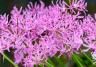 How to grow and care for Nerine bulbs