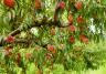 How to grow and care for peaches
