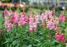 How to grow and care for Snapdragons