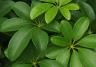 Umbrella Tree
