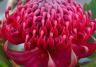 Waratah