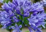 Agapanthus kweken - Culture agapanthus - I Love My Garden