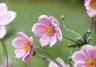 How to grow and care for Anemone 