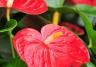 Anthurium