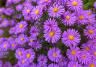How to grow and care for Asters 