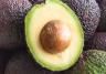 Avocado kweken – Culture de l'avocat - I Love My Garden