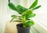 Bananenplant verzorging | Entretien des bananiers | I love the garden