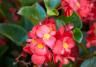 Begonias