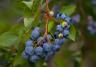 Blueberries growing