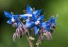 How to grow borage
