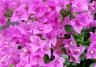 bougainvillea