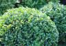 Buxus onderhouden  – Entretien des buis - I Love My Garden